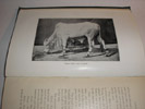 Cattle of Southern India, Lieut.-Col. Gunn