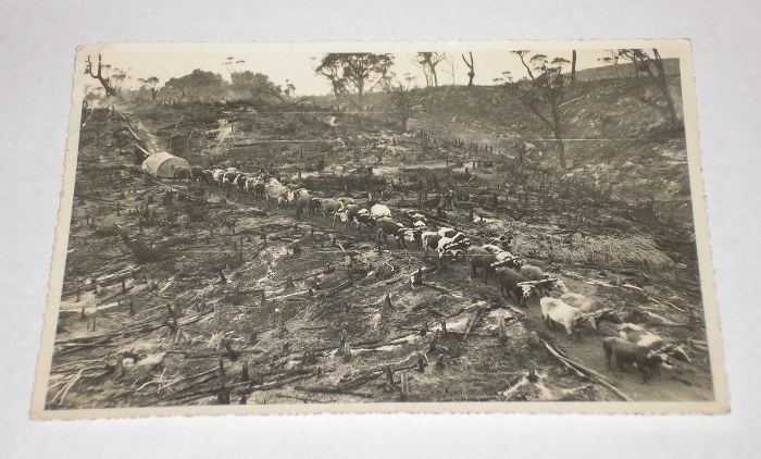 Photo of a New Zealand logging scene with oxen, Collins, T. W.